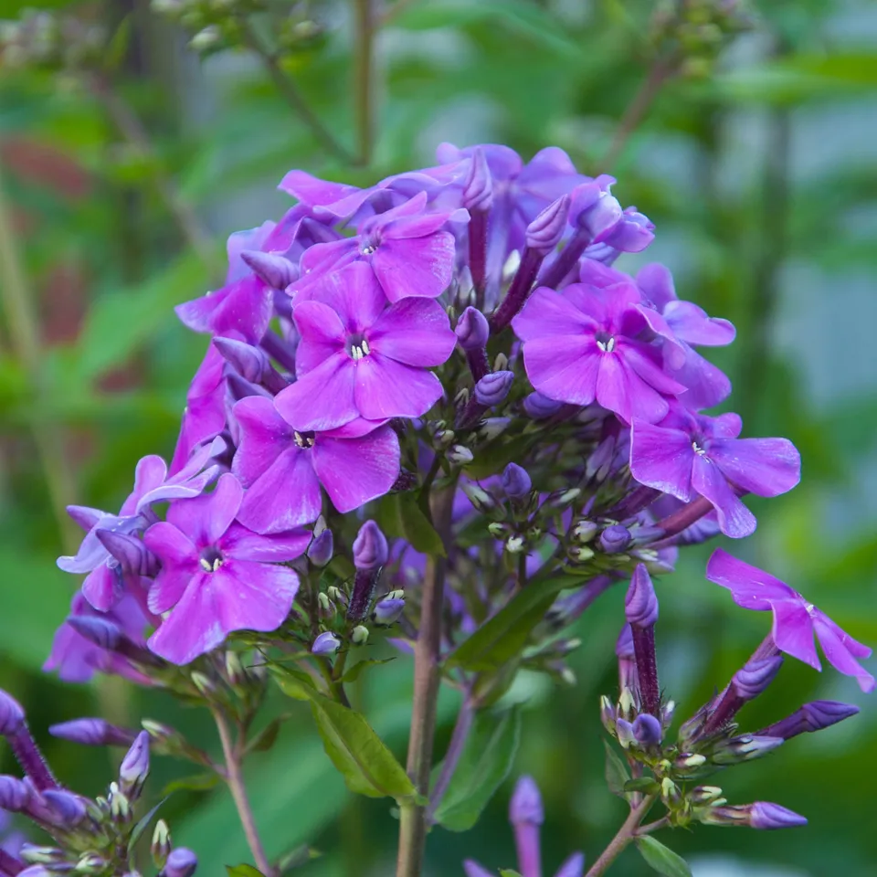 Bakker Phlox Amethyst violet 5 racines nues