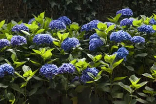 Les Hortensias du Haut Bois Bénélux hortensia fleurs rondes