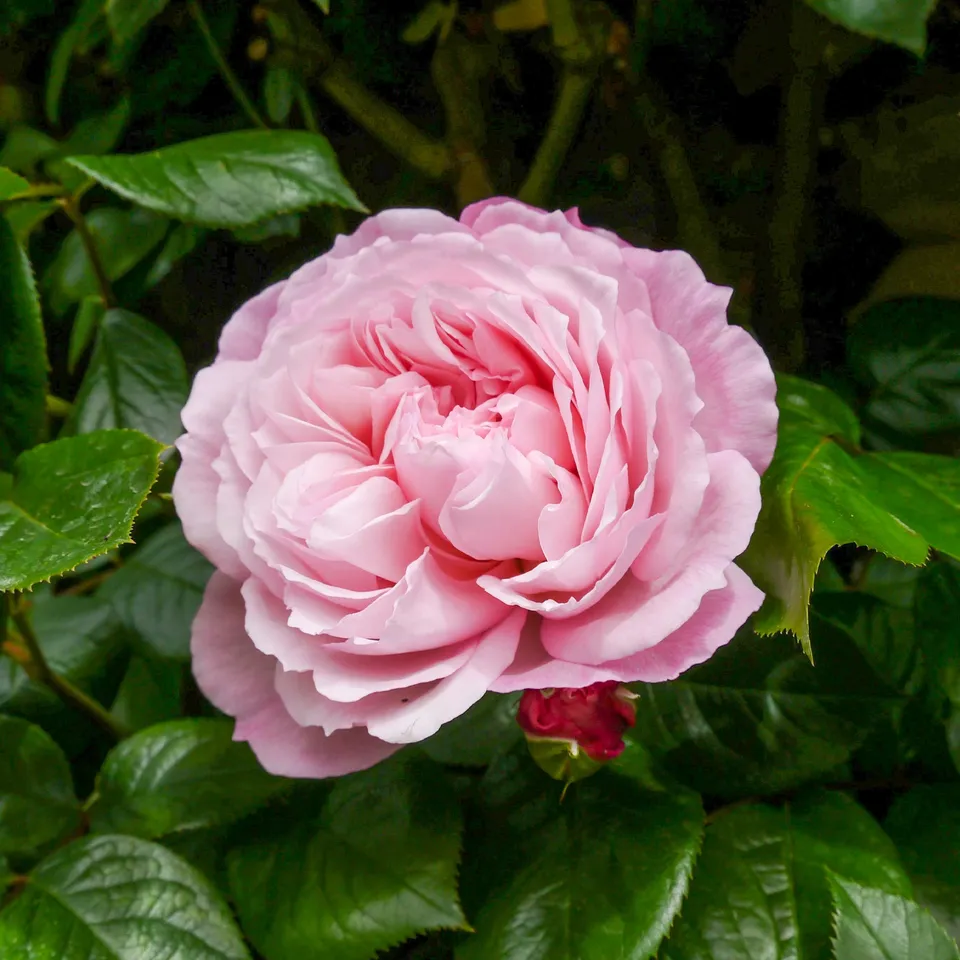 Bakker The Generous Gardener rosier grimpant pot 4L rose