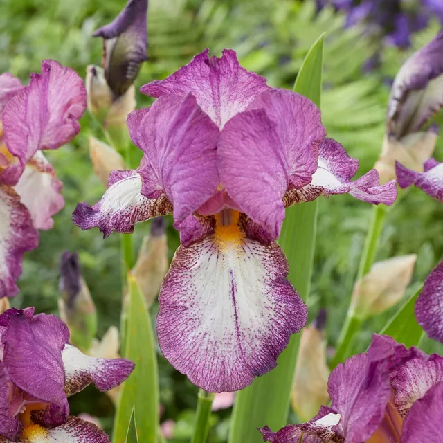 Bakker Iris Autumn Encore plante vivace 3 racines violet