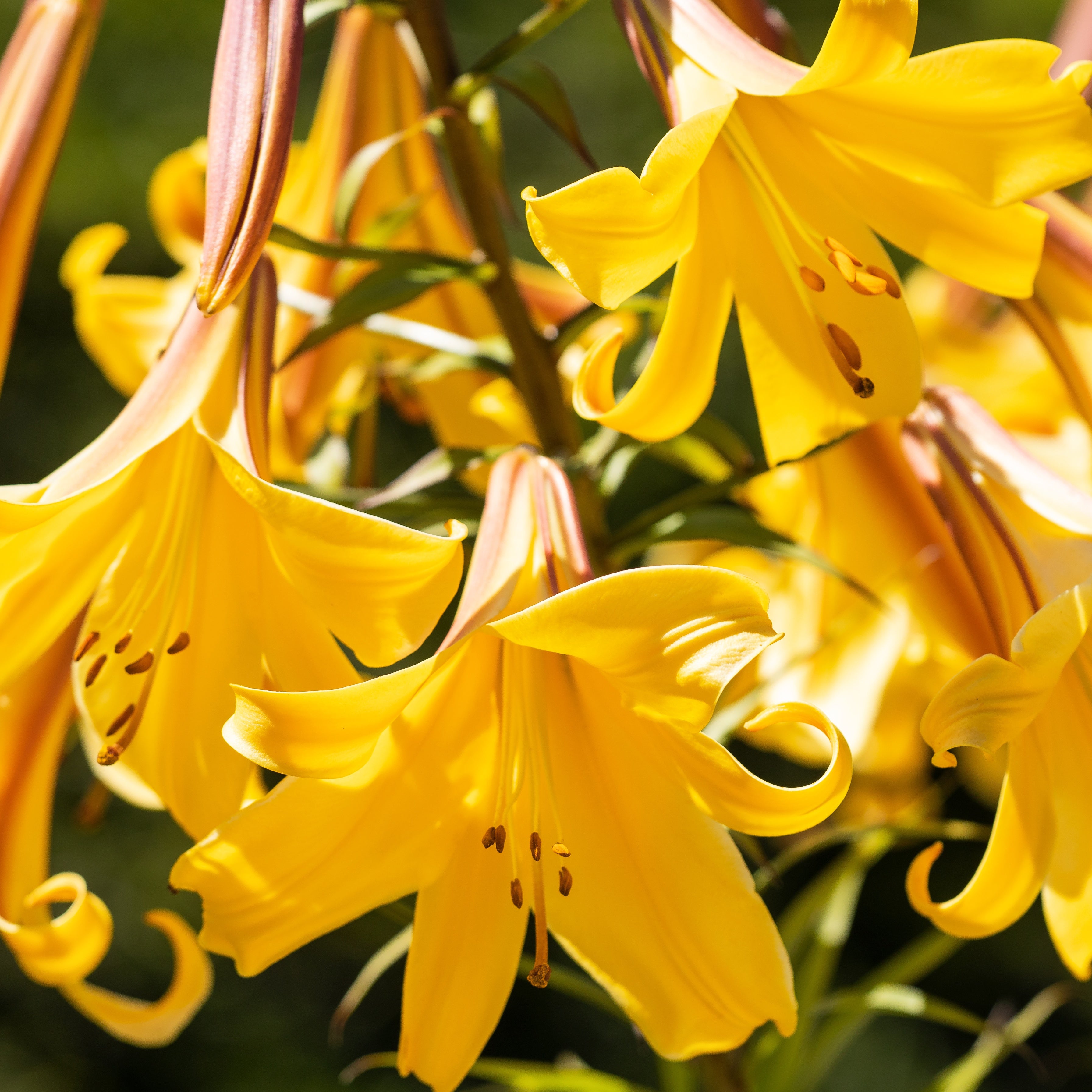 Bakker Lis Trompette Splendeur dorée bulbe jaune sachet 3 parfumé