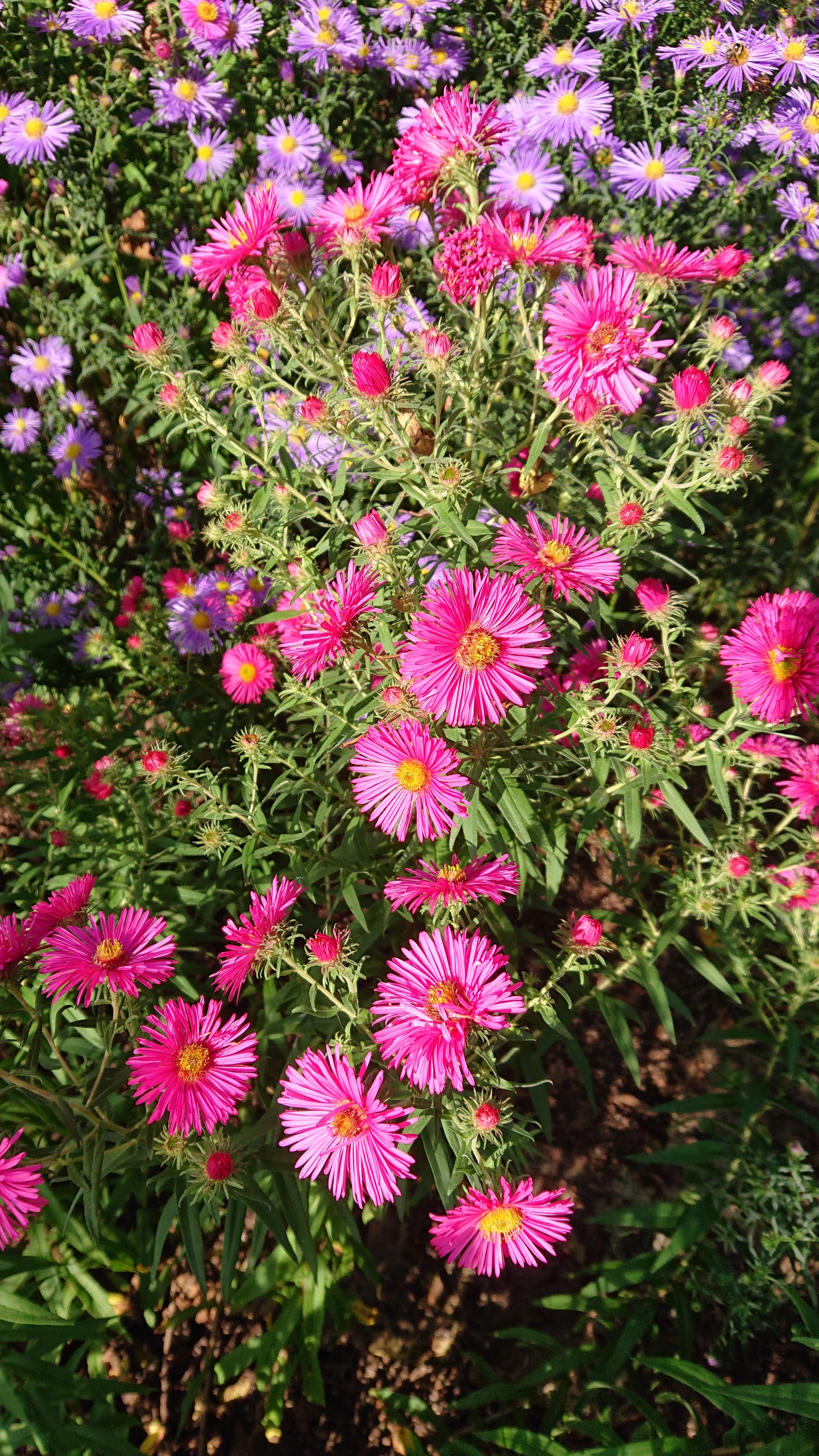 Passion Vivaces Aster novae-angliae Andenken an Alma Pötschke godet
