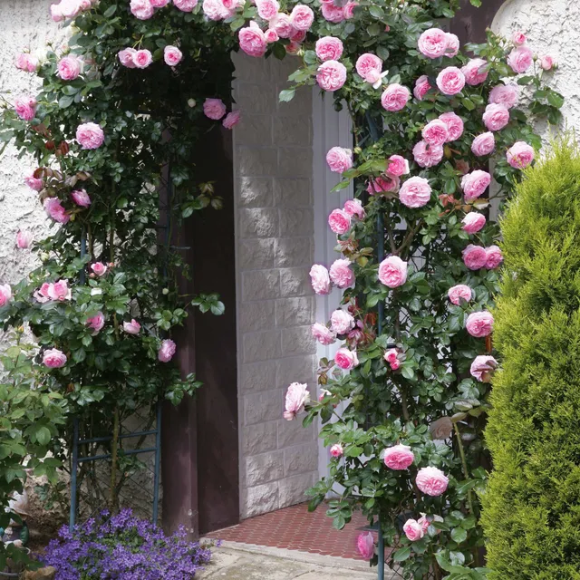 Bakker Rosiers Pierre de Ronsard rosier grimpant pot 4L rose