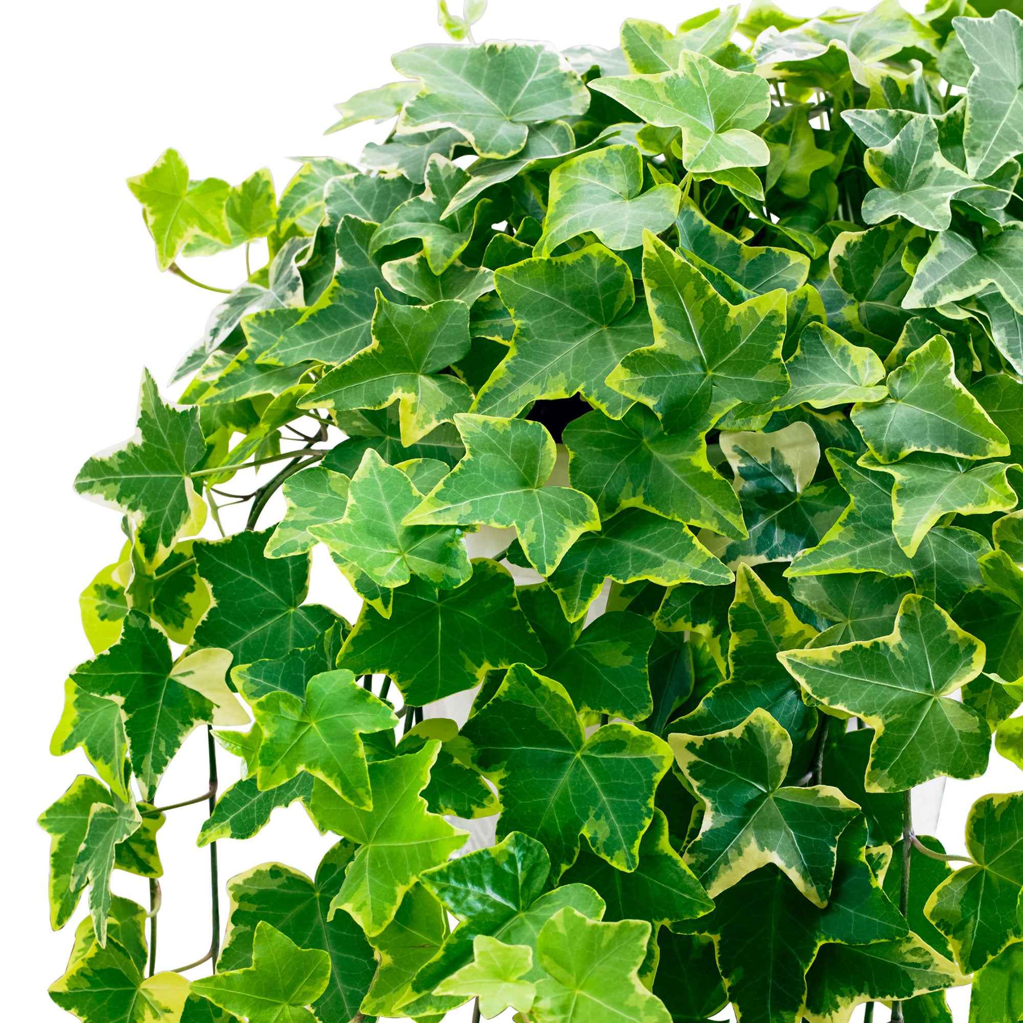 Bakker Lierre Goldchild Hedera helix pot 13cm 20-30cm panaché