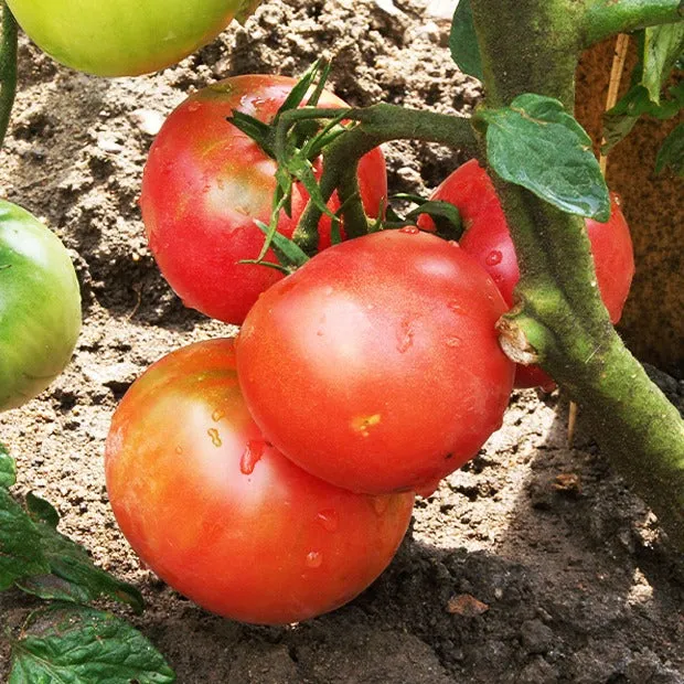 Bakker Rose de Berne tomate 3 plants 10.5cm ancienne