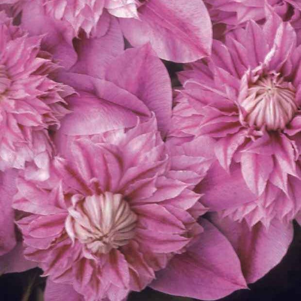 Bakker Plantes d'extérieur Clématite Joséphine plante grimpante pot 2L rose
