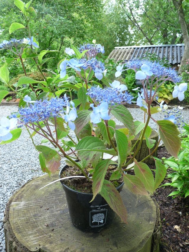 Les Hortensias du Haut Bois Hydrangea serrata Hime gaku hortensia fleurs plates
