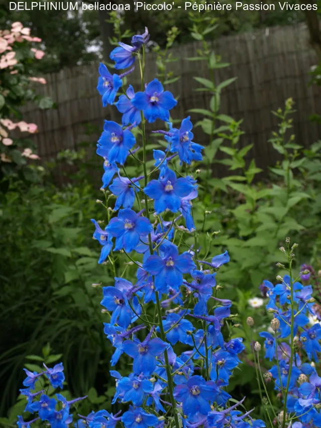 Passion Vivaces Delphinium belladonna Piccolo plante bleu vif pot 1L