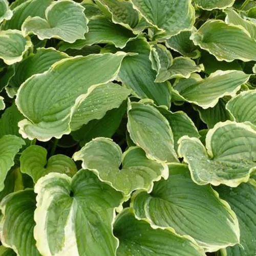 Bakker Hosta Spring Fling vivace pot 9cm panaché mi-ombre