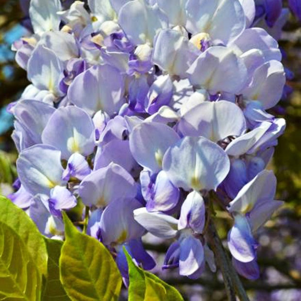 Bakker Glycine de Chine Caroline grimpante pot 2L violette