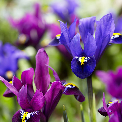 Bakker Bulbes Iris Fraternal Twins mélange 25 bulbes