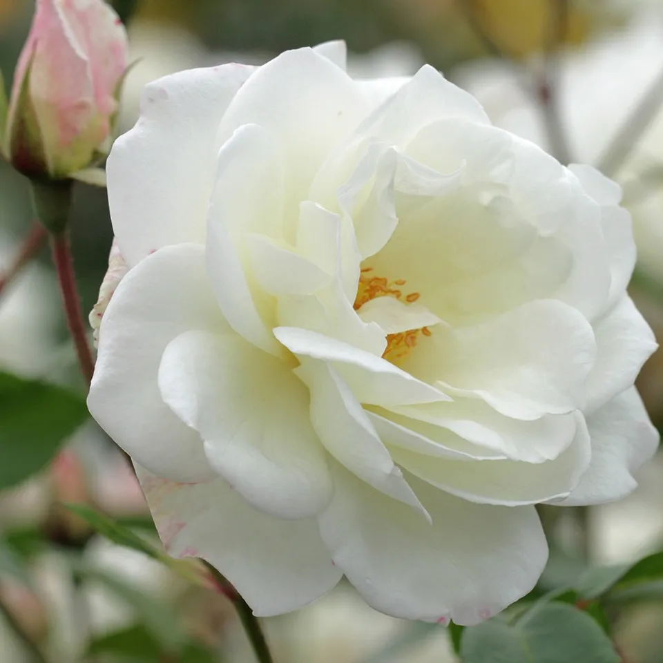 Bakker Rosier Fée des Neiges Grimpant rosier pot 4L blanc