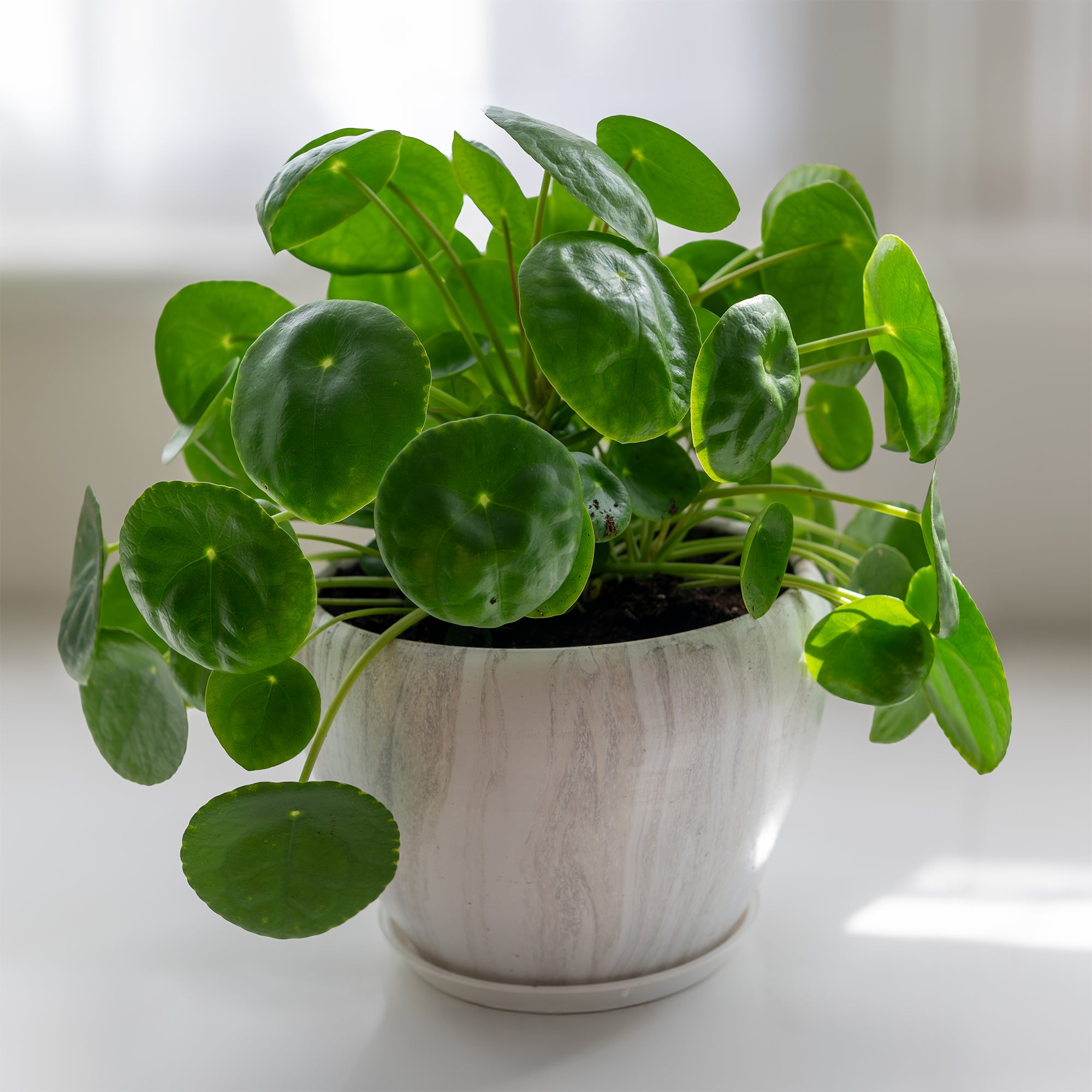 Bakker Pilea Peperomioides plante verte pot 12cm ronde