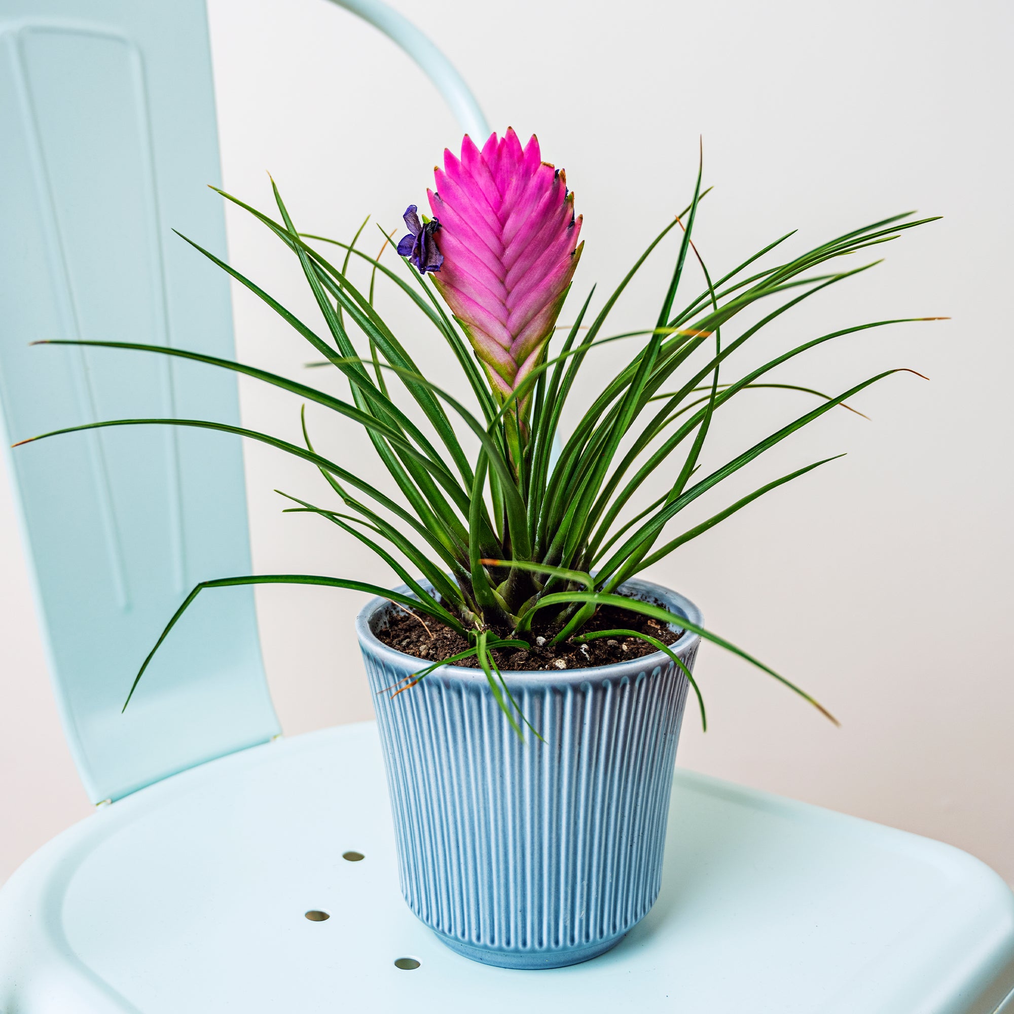 Bakker Tillandsia bleu plante intérieure pot 9cm épi rose