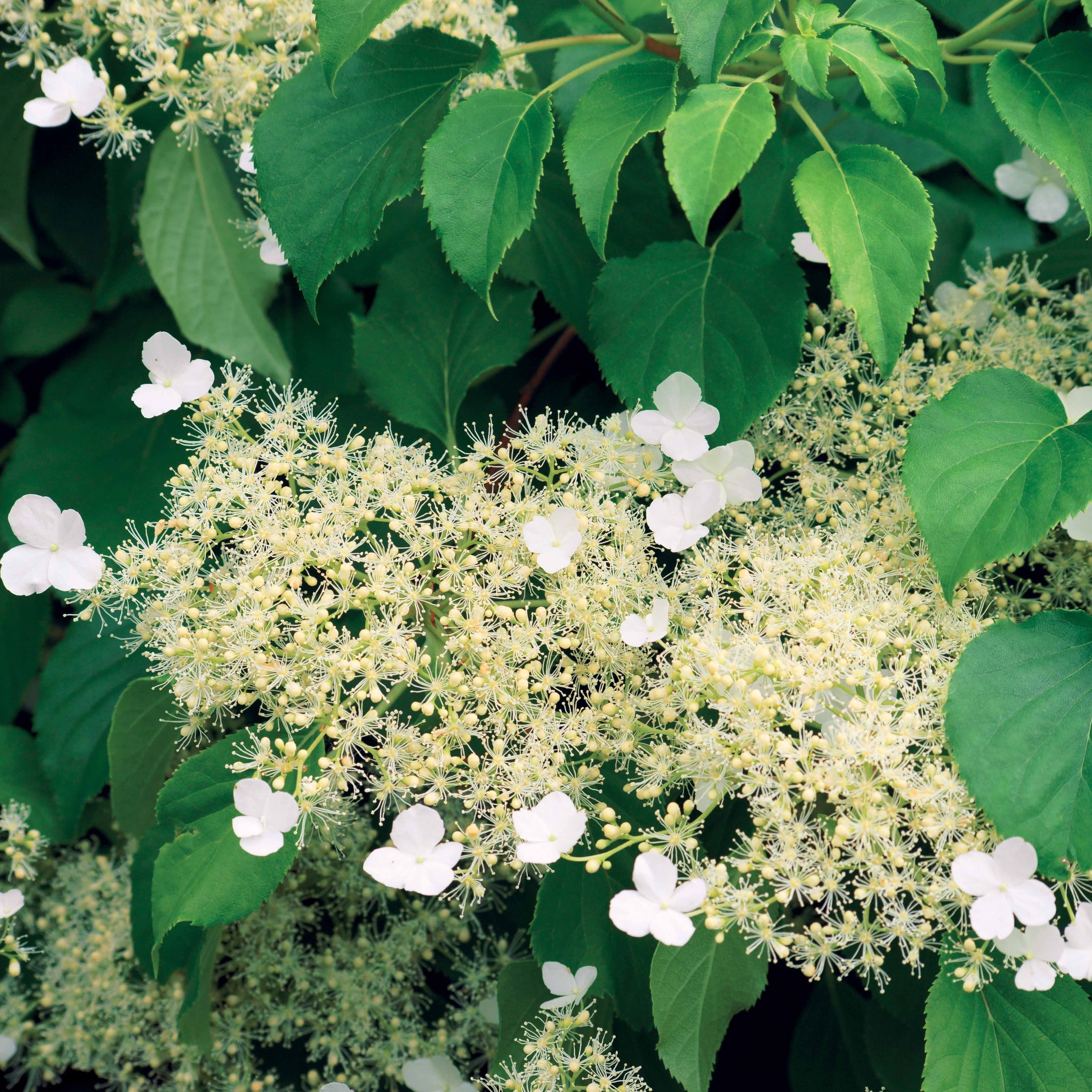 Bakker Hortensia grimpant pot Ø 9cm plante grimpante blanche