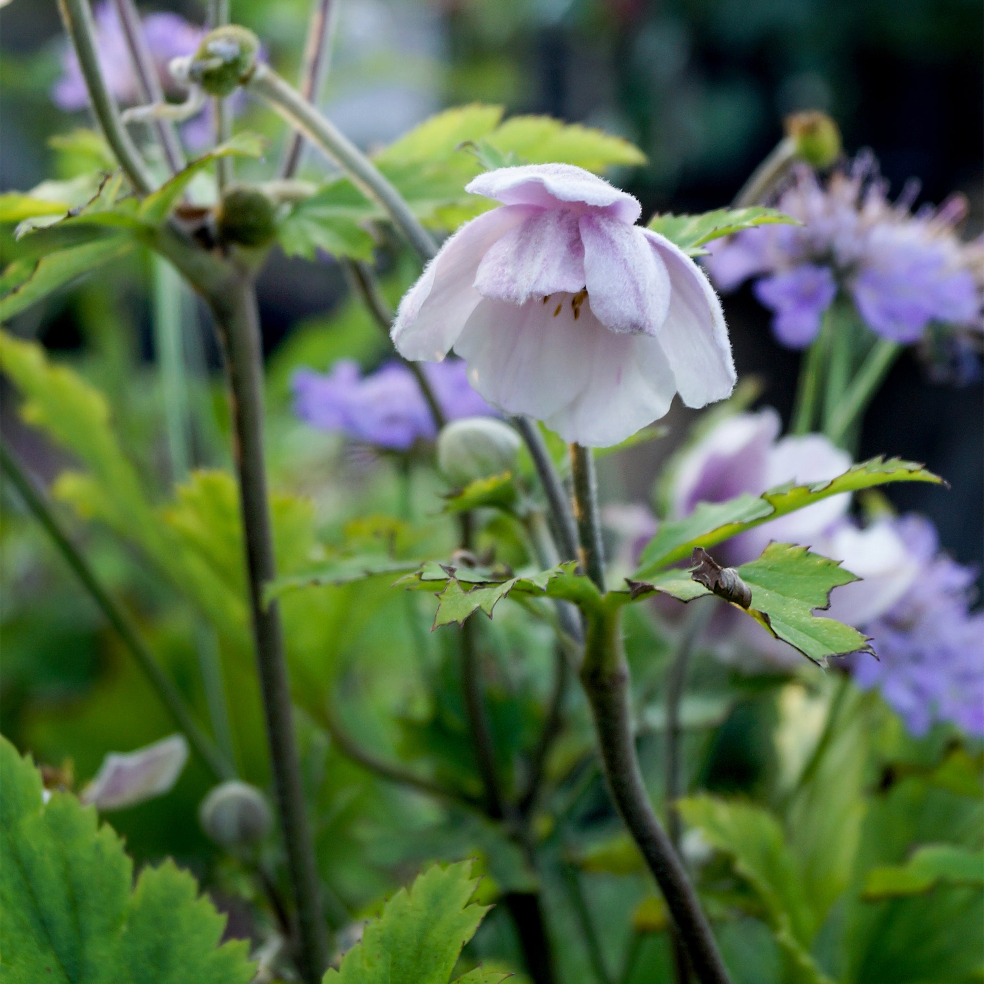 Bakker Anémone du Japon Ruffled Swan plante vivace pot 9cm violet