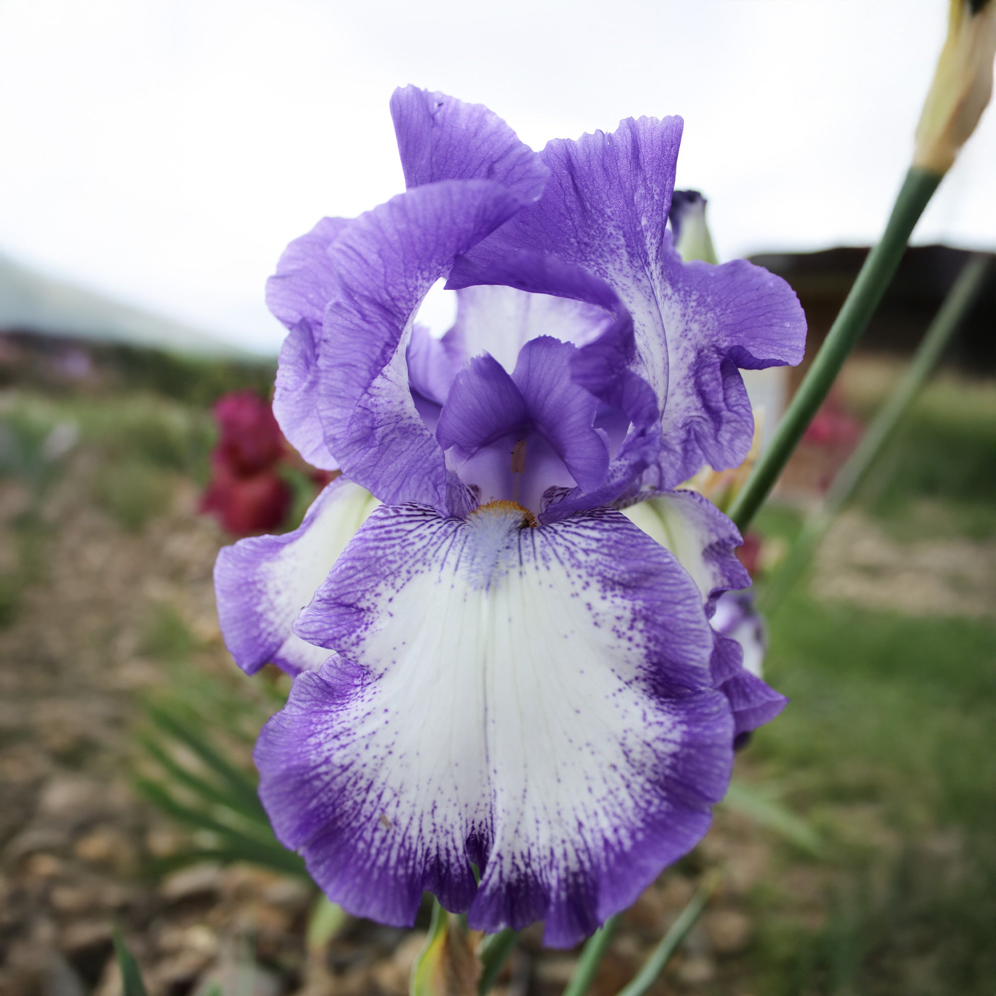Bakker Iris de jardin Bordure On Edge paquet 2 violet parfumé