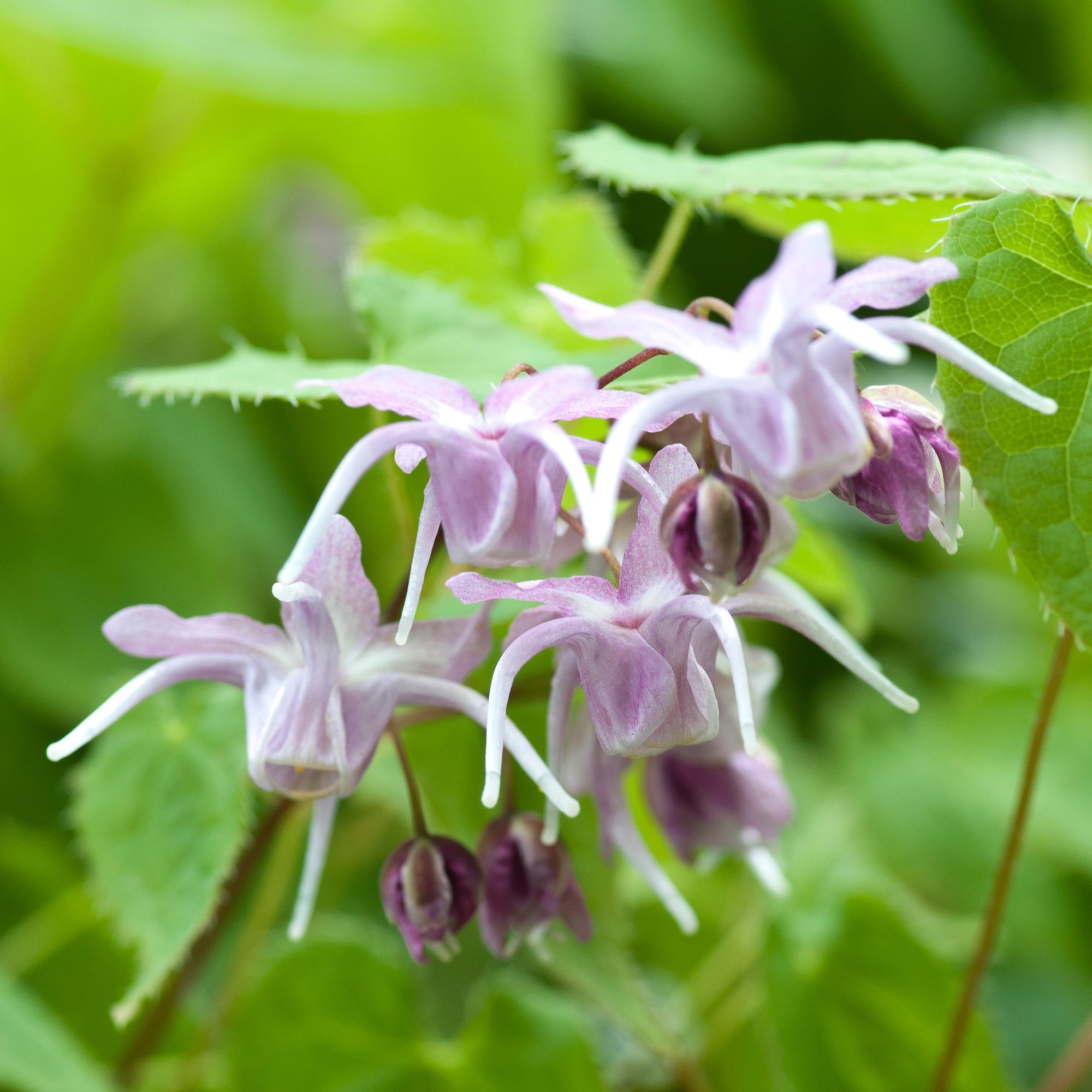 Bakker Vivaces Epimedium grandes fleurs pot 8cm violet ombre