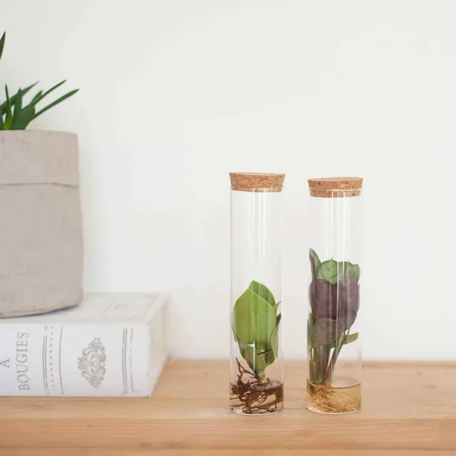 Bakker Collection 2 plantes hydroponiques tubes verre déco