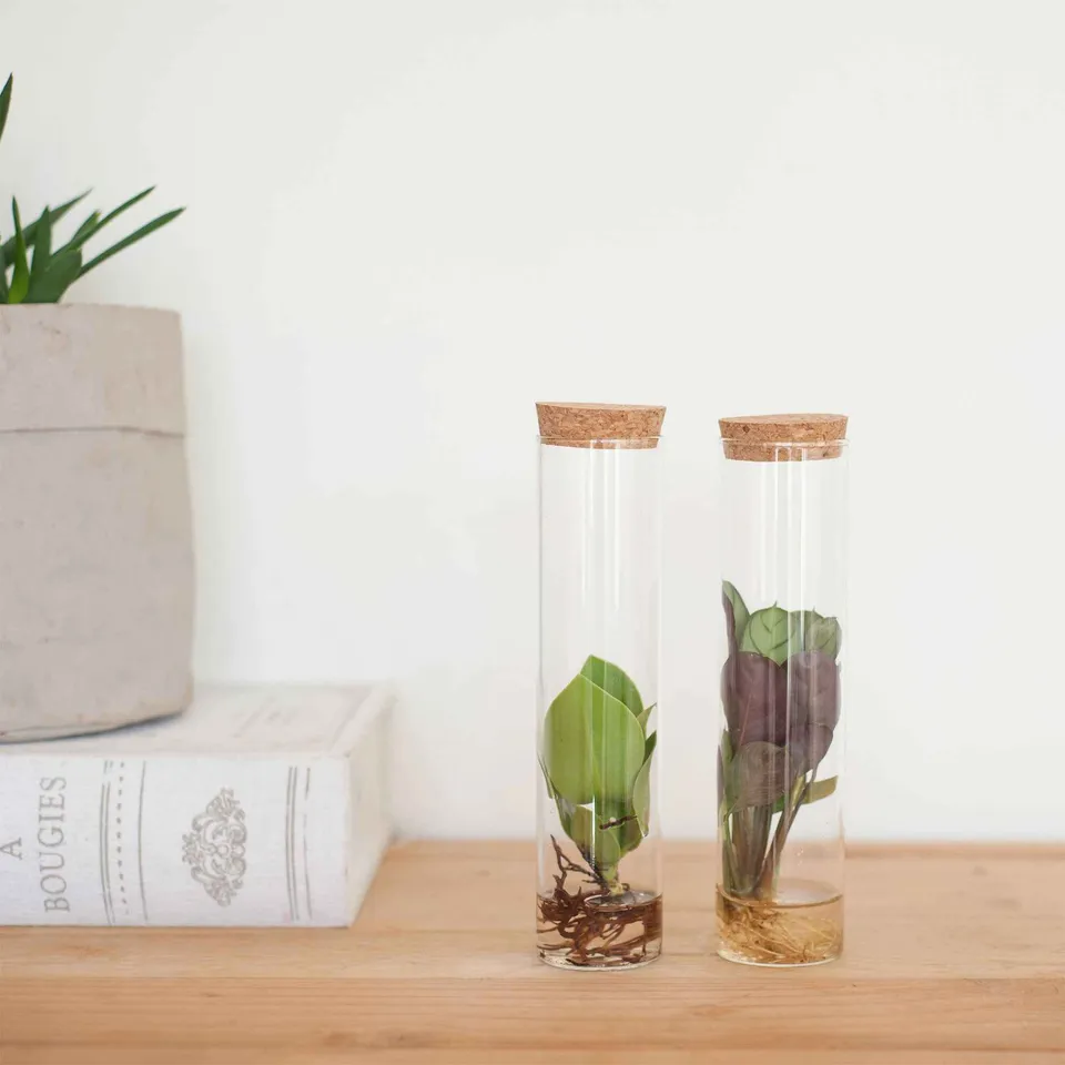 Bakker Collection 2 plantes hydroponiques tubes verre déco