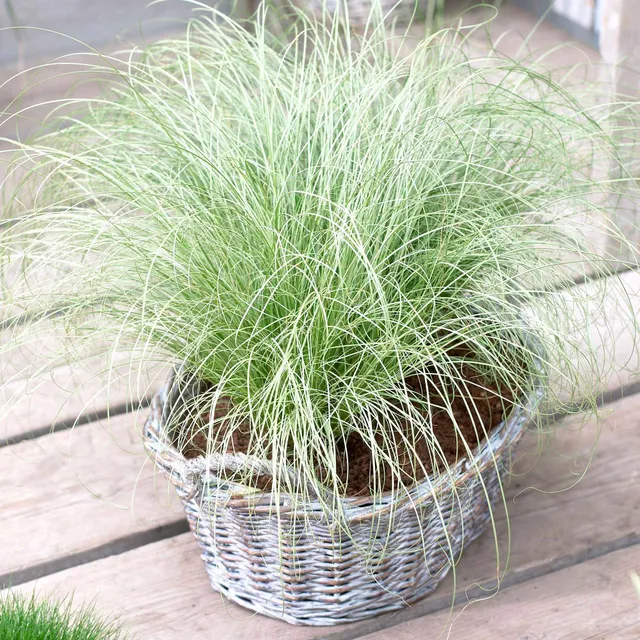 Bakker Carex Frosted Curls laîche godet 8 cm