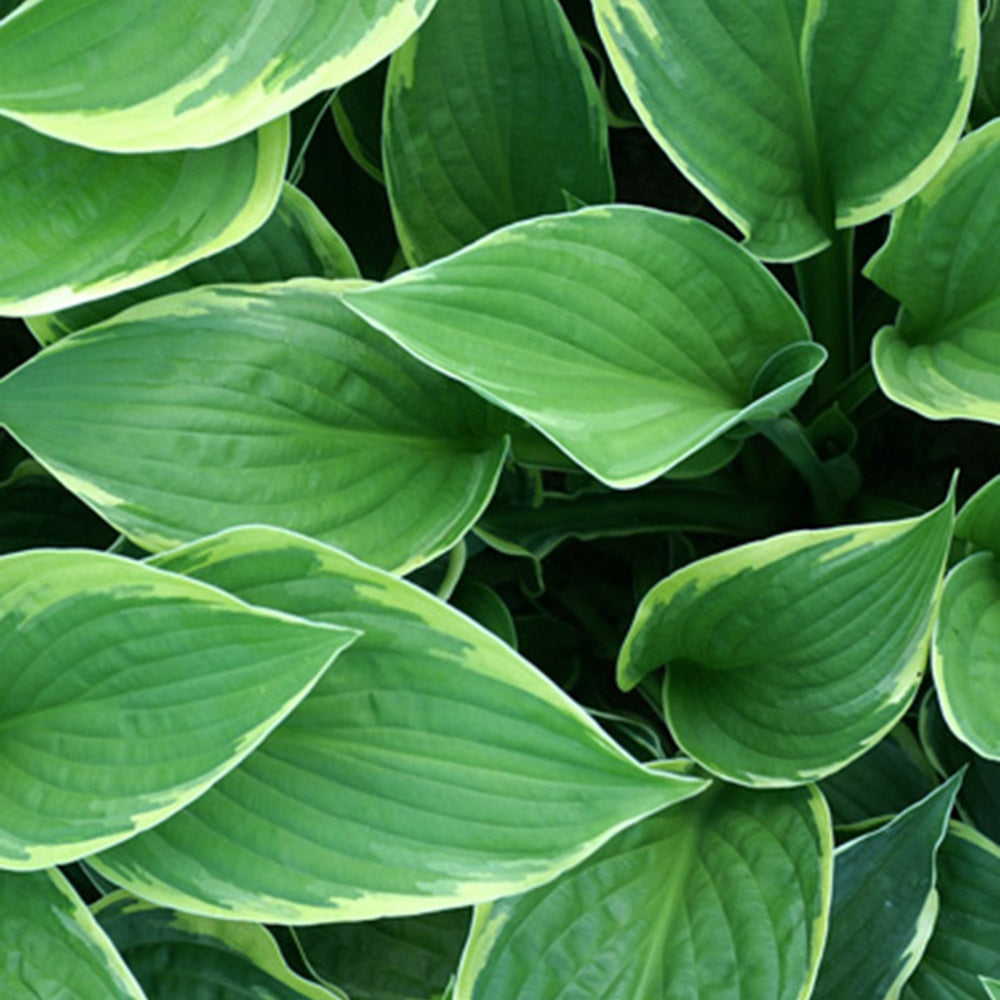 Bakker Normalis hosta vivace doré pot Ø 9cm