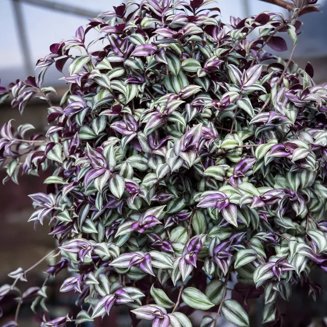 Bakker Plantes d'intérieur Misère rayée plante suspendue pot 12cm