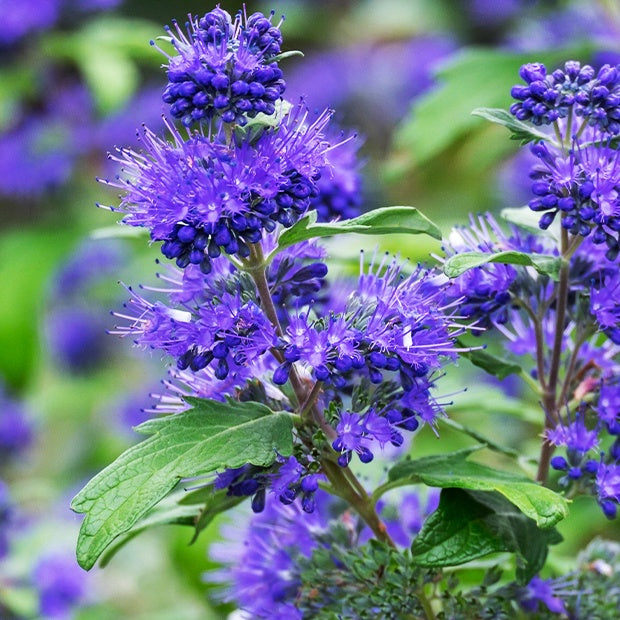 Bakker Caryopteris Oiseau bleu arbuste pot 2L fleurs bleues