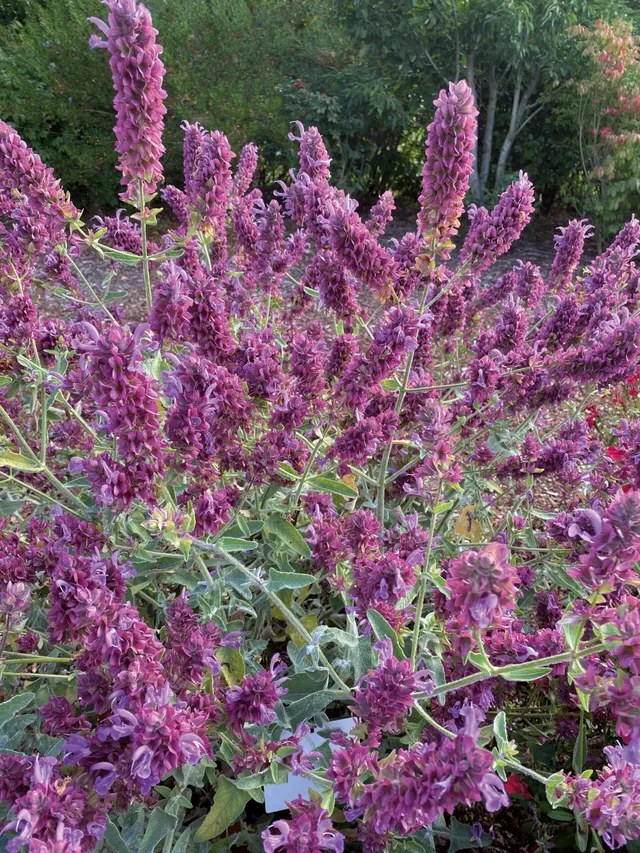 Pépinières Ripoche Salvia Lancelot sauge violette