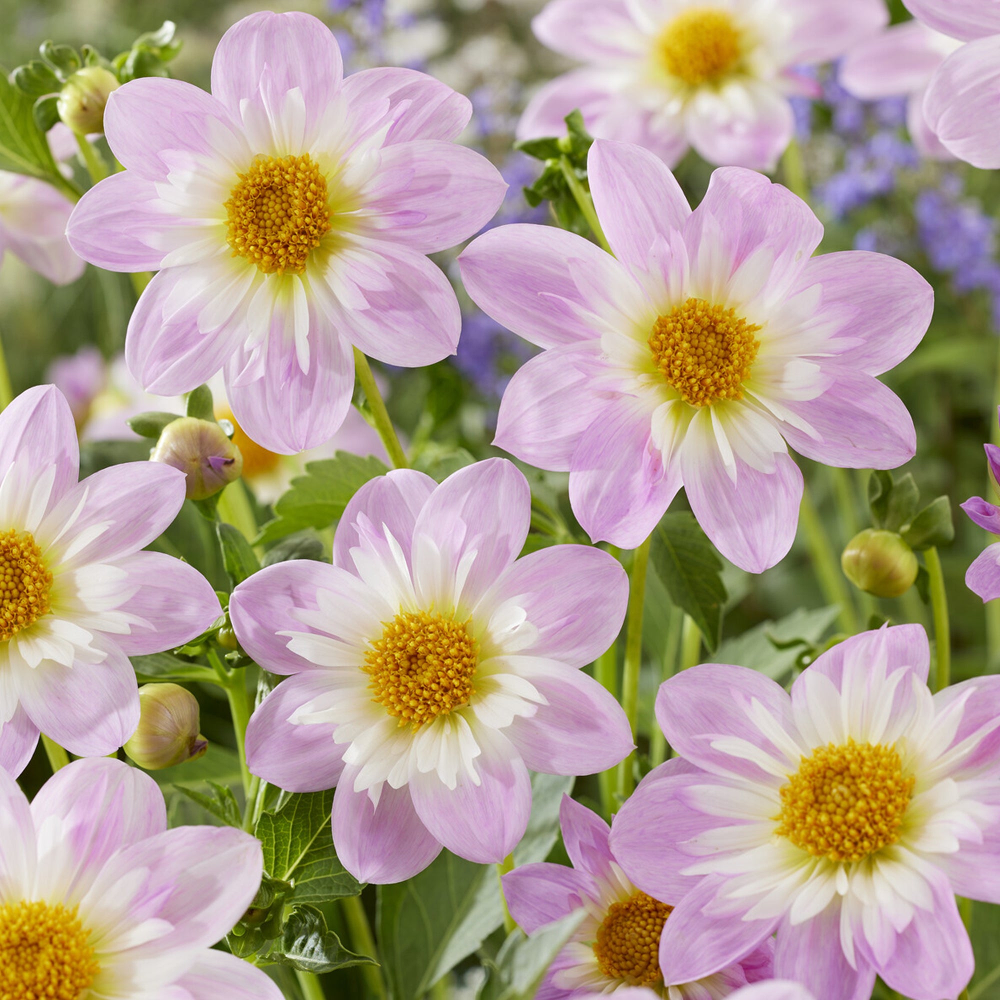 Bakker Bulbes à fleurs Dahlia collerette Teesbrooke Audrey bulbe calibre I