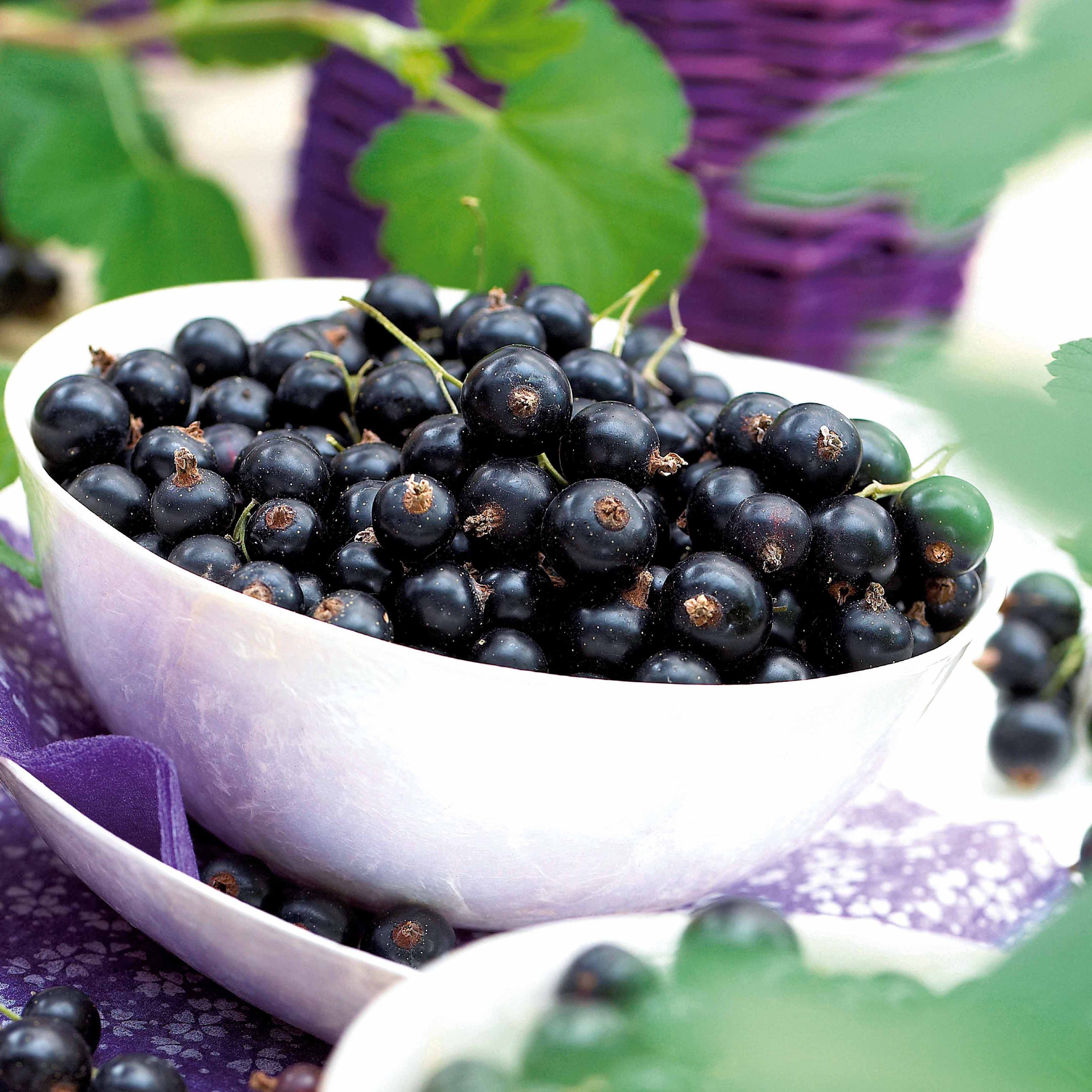 Bakker Fruitiers 2 Cassissiers Neva cassis racines nues