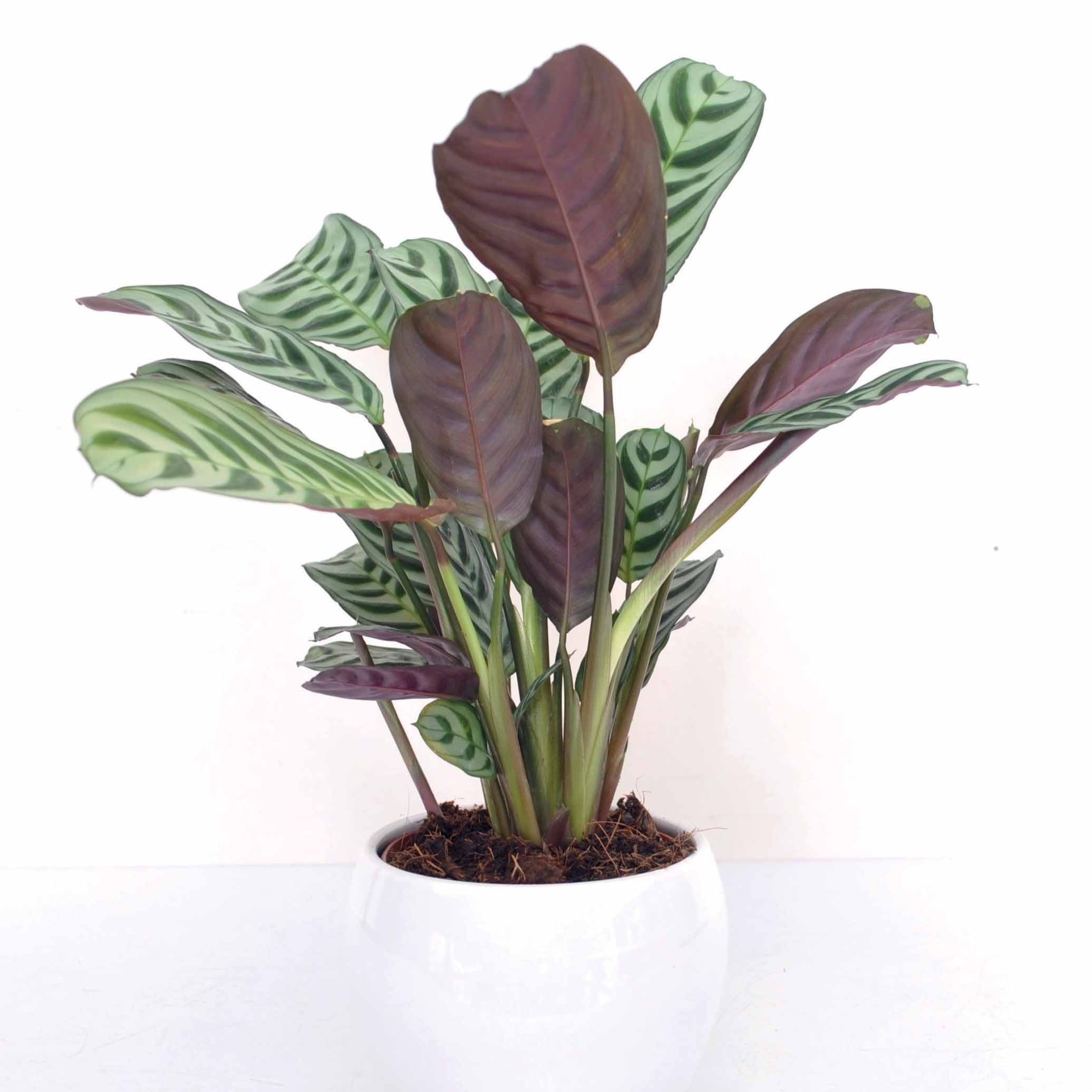 Bakker Dormeuse Ctenanthe burle-marxii plante d'intérieur pot Ø12cm