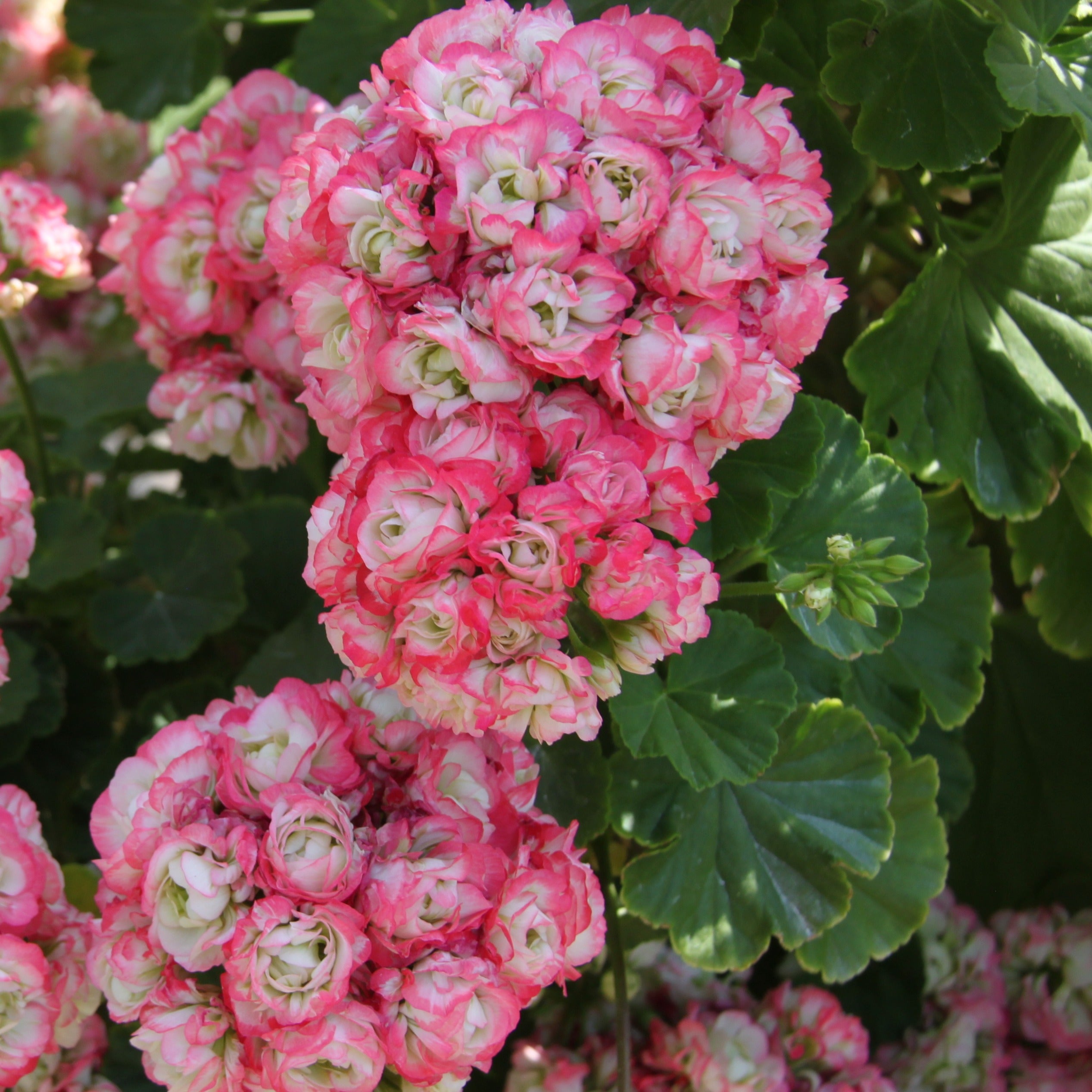 Bakker Géraniums rose abricot Apple Blossom 3 pots Ø10,5cm