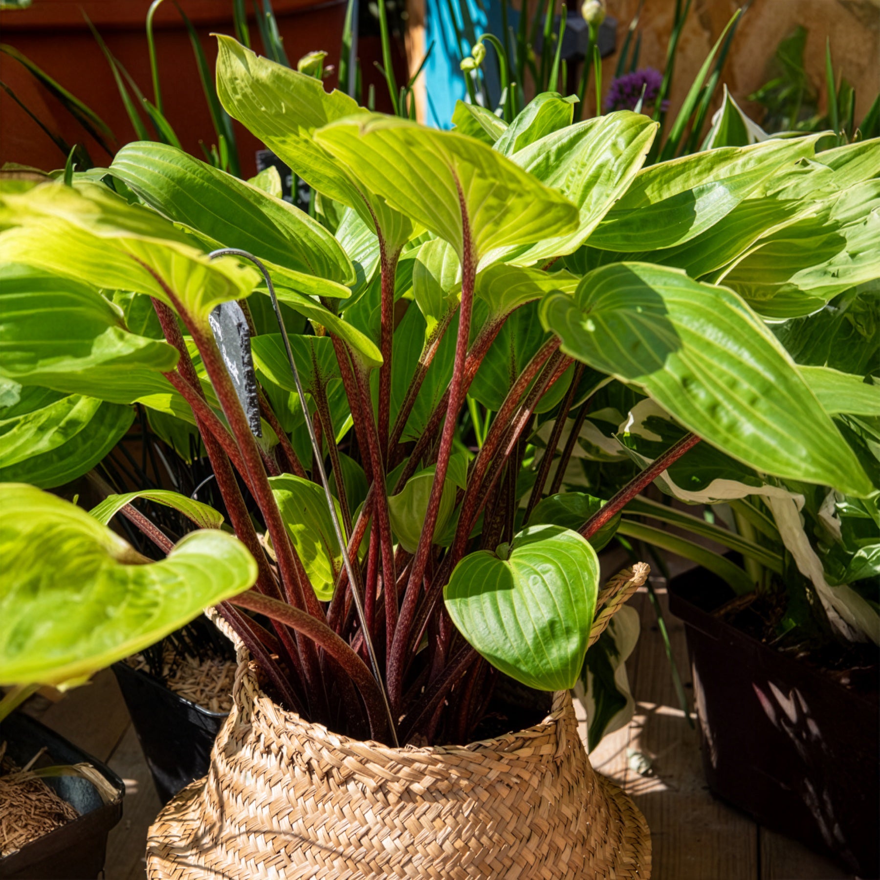 Bakker Purple Heart hosta vivace pot 8cm pourpre