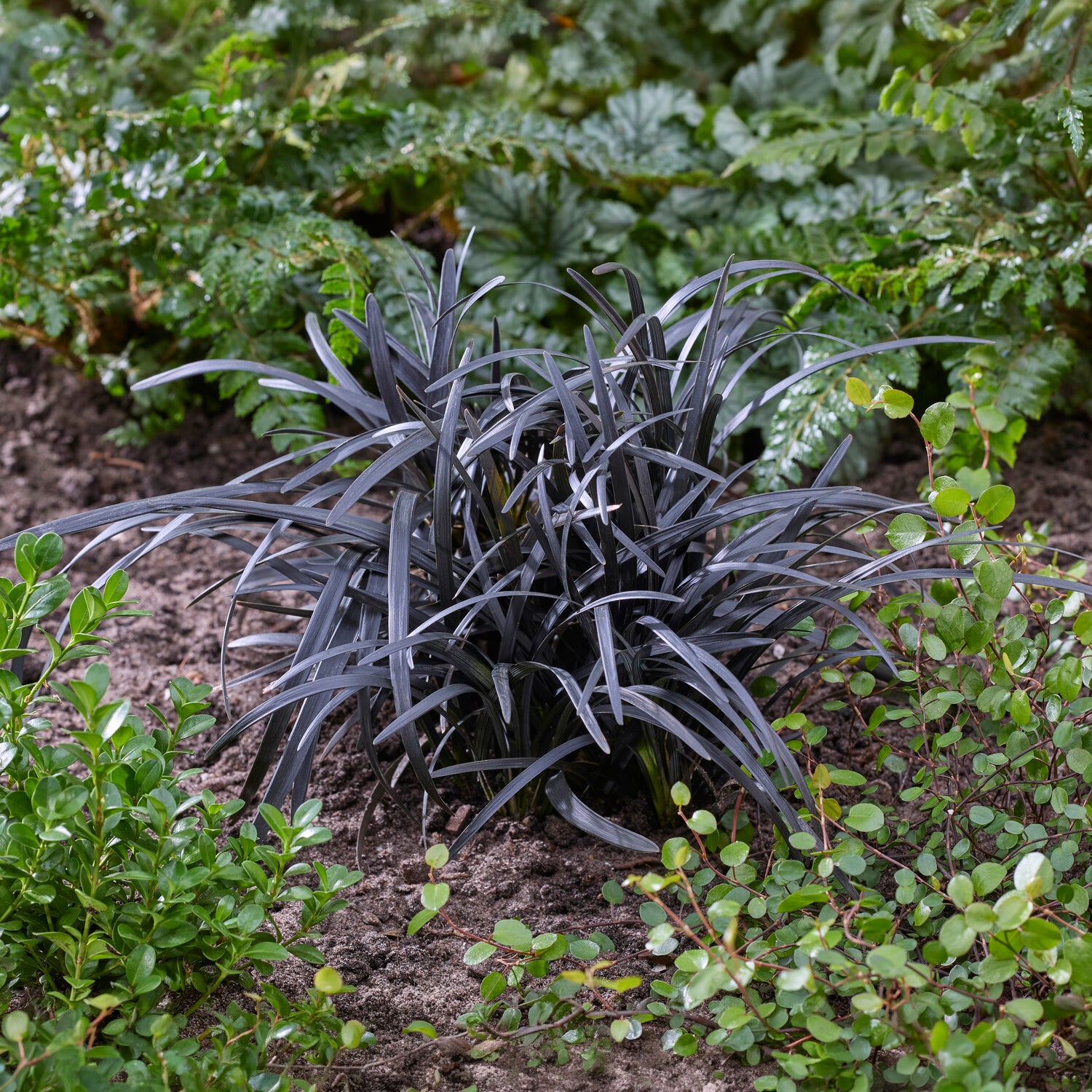 Bakker Ophiopogon Niger Couvre-sol feuillage noir Pot 8cm