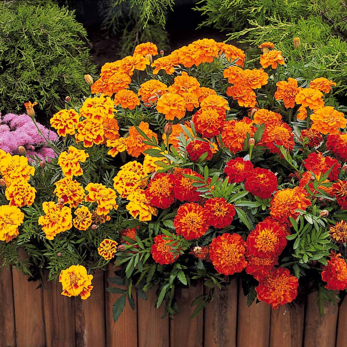 Bakker Potager et Graines Œillet d'Inde Rusty Red graines 1g orange