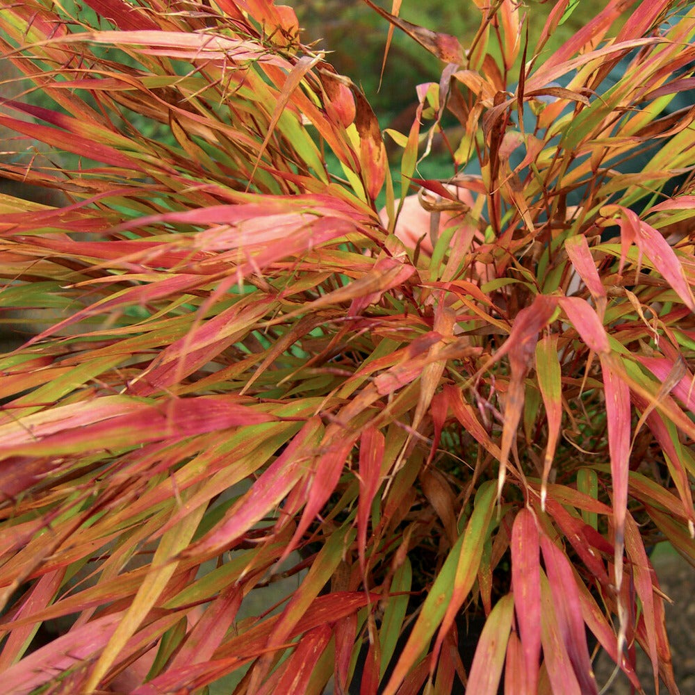 Bakker Herbe du Japon Nicolas graminée pot Ø9cm ombre