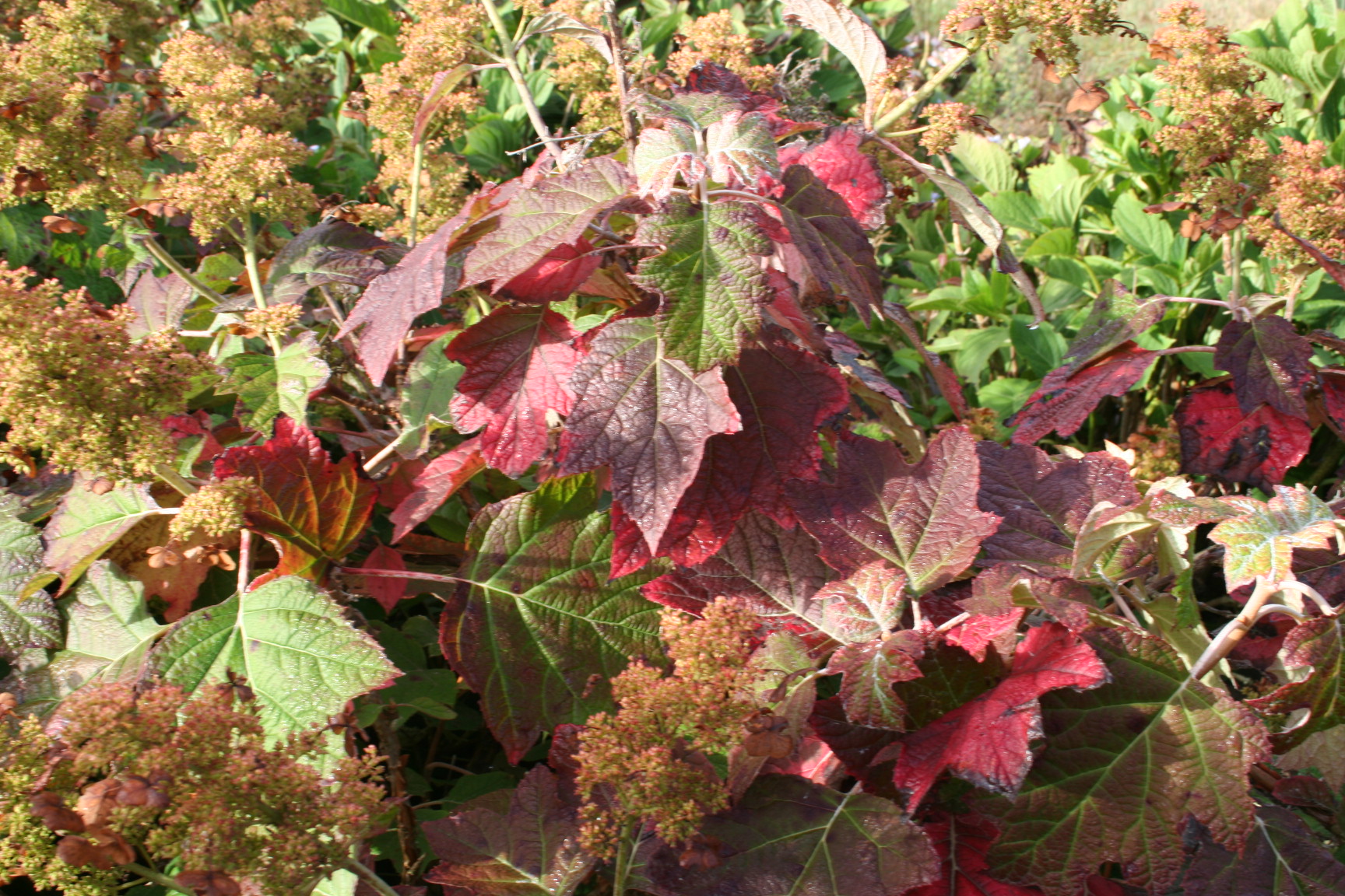 Les Hortensias du Haut Bois Sike’s Dwarf hortensia feuille de chêne godet