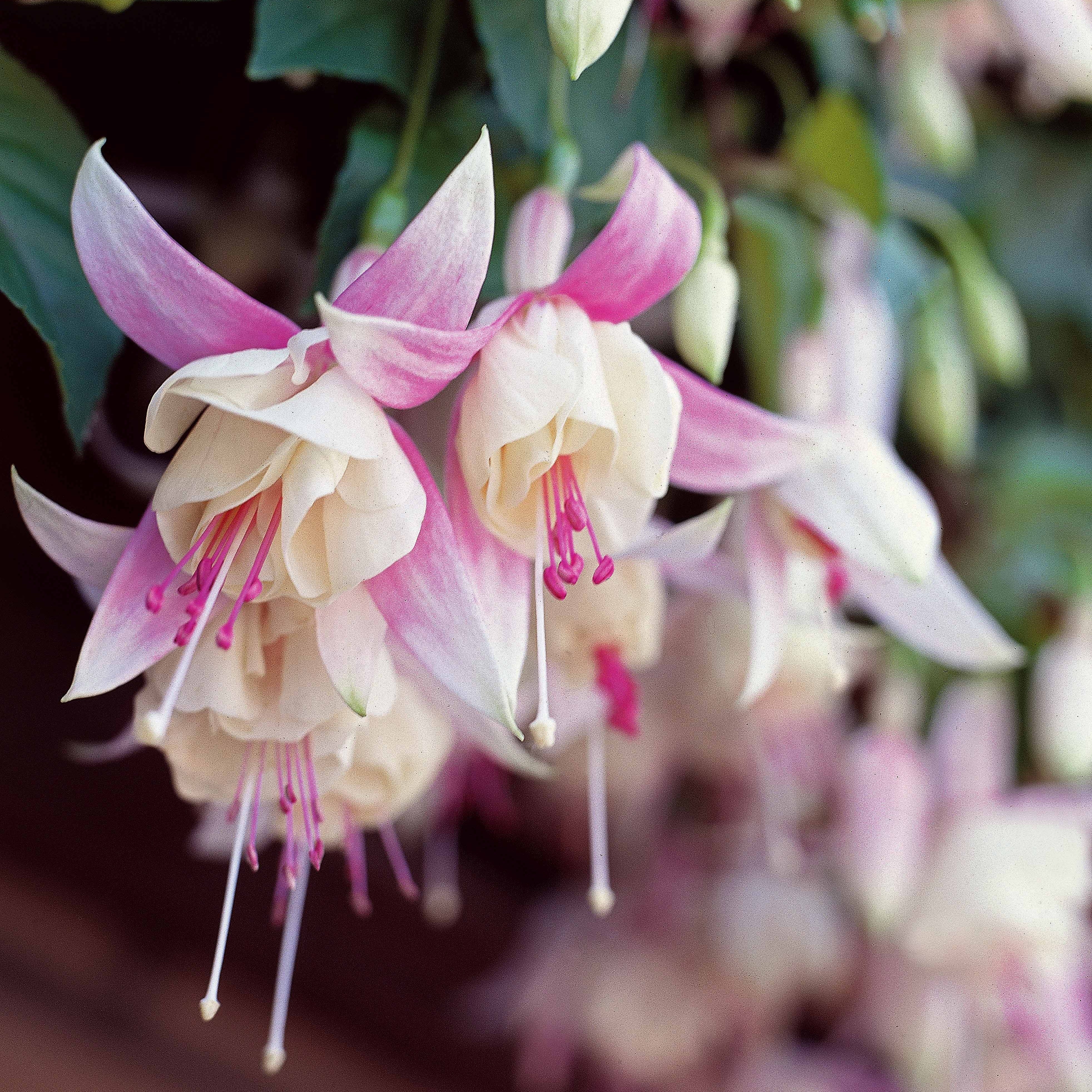 Bakker 3 Fuchsias Annabel rustiques pots Ø9cm blancs