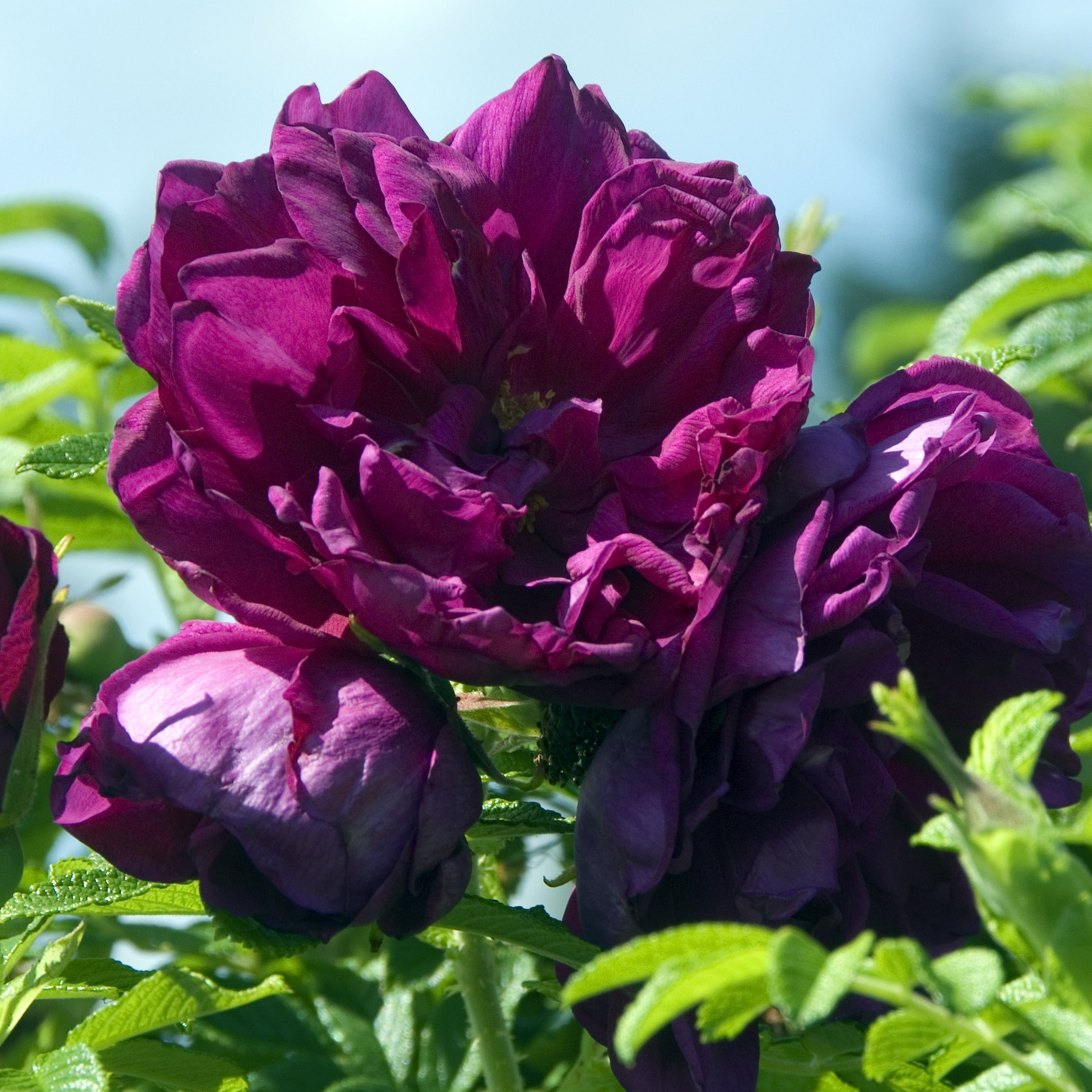 Bakker Rosier Hansa botanique racine nue 2 branches rose parfumé