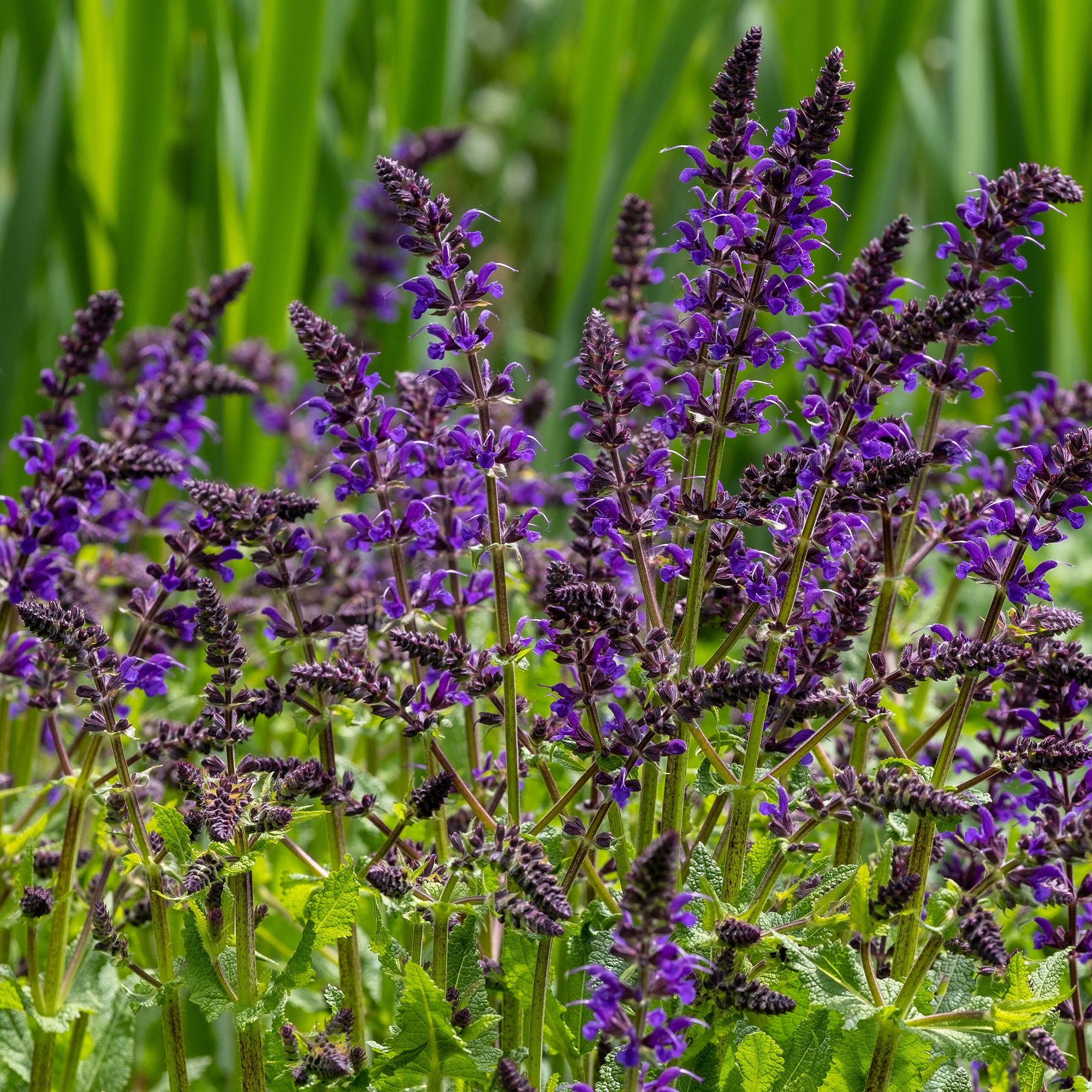 Bakker Sauge Viola Klose vivace pot 9cm violet