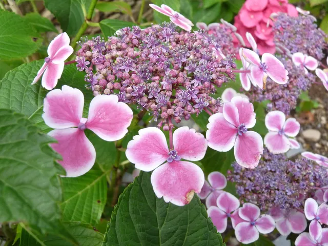 Les Hortensias du Haut Bois Komochiana Seruka hortensia fleurs plates