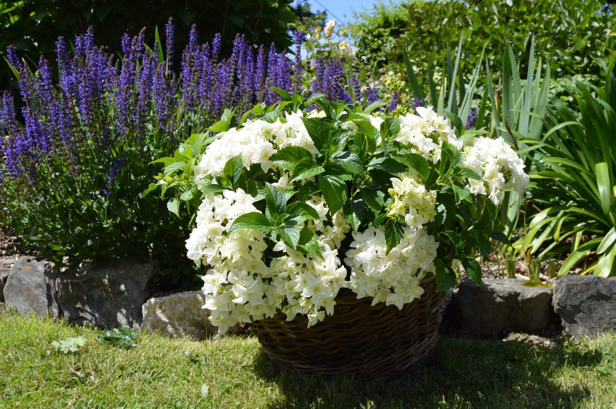 Hortensias du Haut Bois Faustine hortensia plat obtention 2020