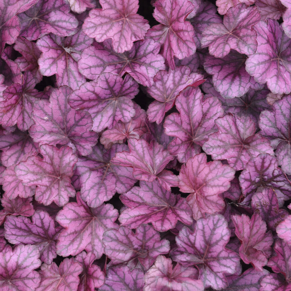 Bakker Heuchère Wild Rose pot Ø 9 cm rose
