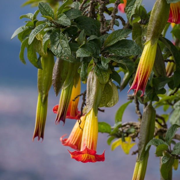 Bakker Brugmansia Rouge et Or Trompette des Anges Pot 9cm
