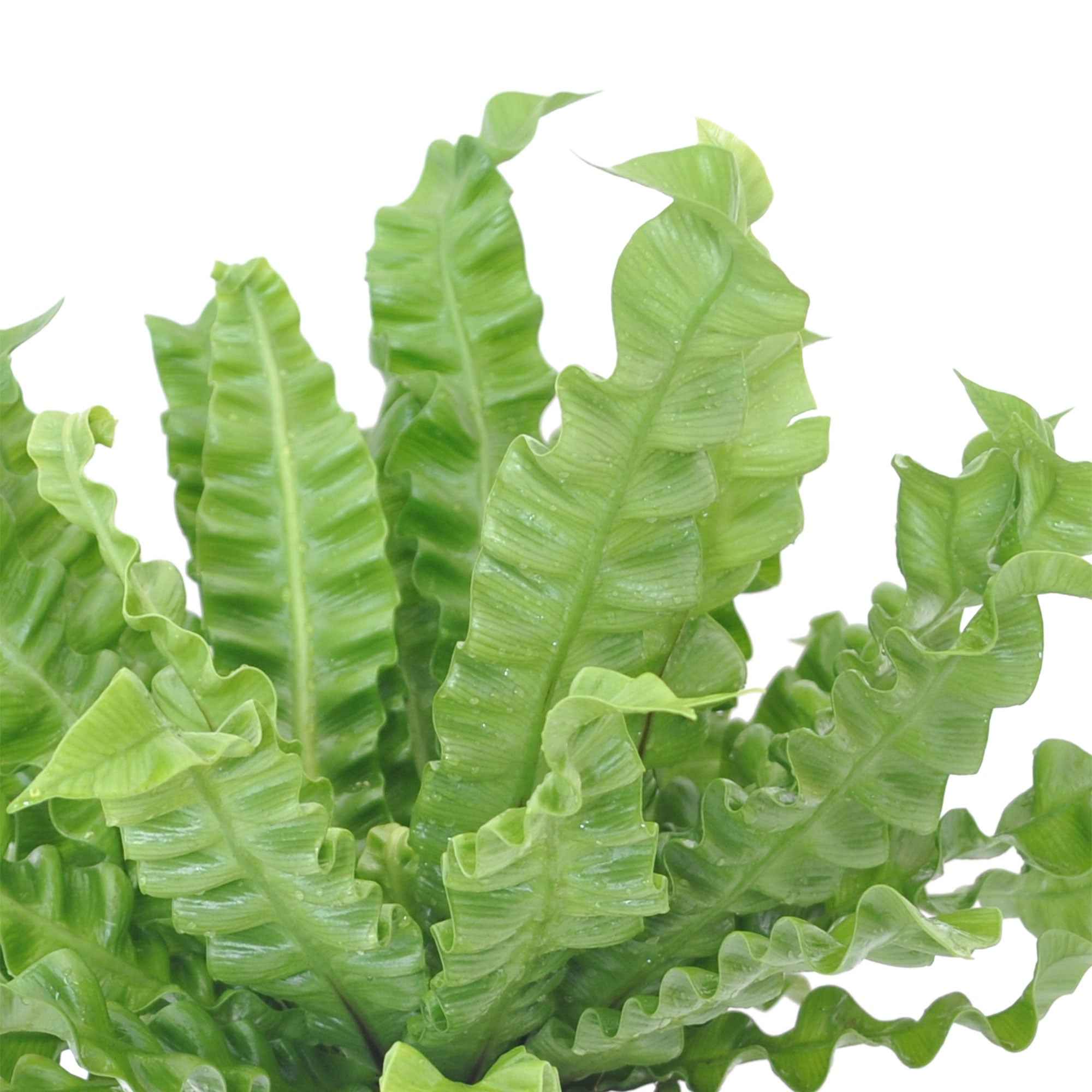 Bakker Asplenium Crispy Wave fougère intérieur pot Ø12cm