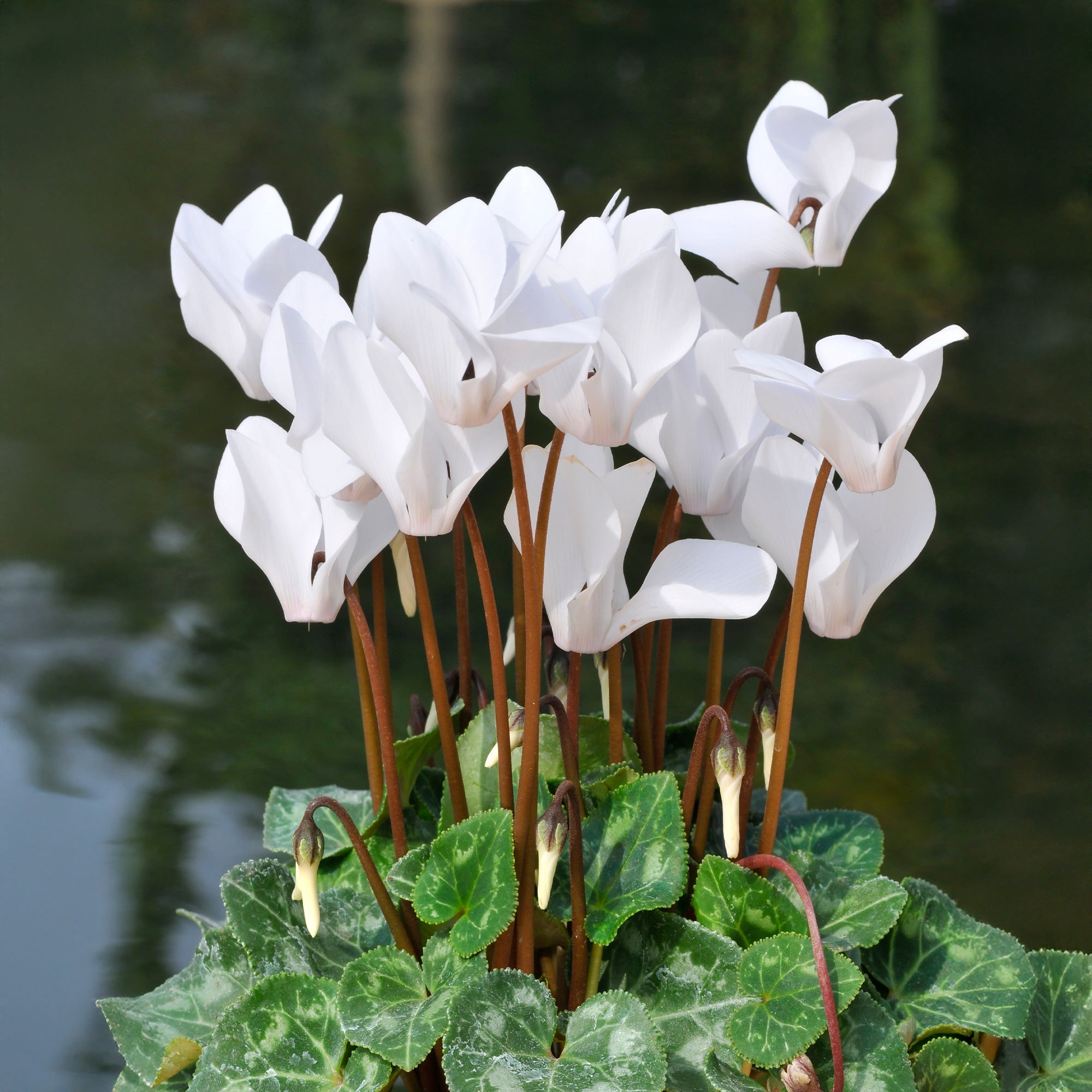 Bakker Cyclamens blancs lot 3 pots 10.5cm fleur hiver