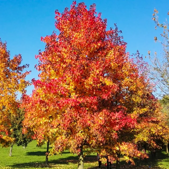 Bakker Copalme Amérique Liquidambar arbre pot 2L 60-70cm rouge