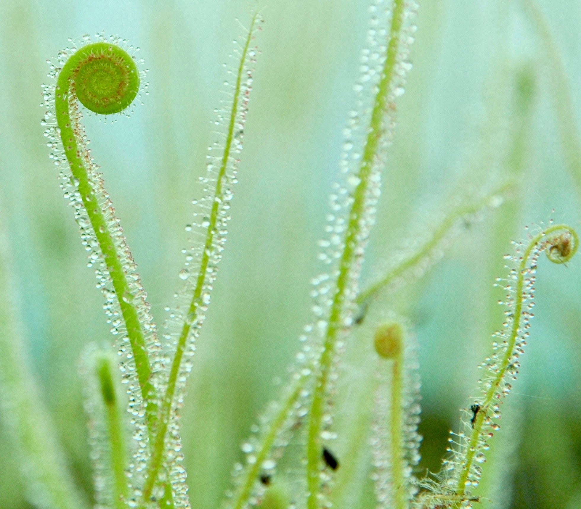 Carniflore Drosera Filiformis California Sunset plante carnivore 30cm