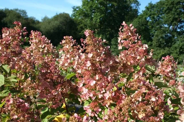 Les Hortensias du Haut Bois Pink Diamond hortensia